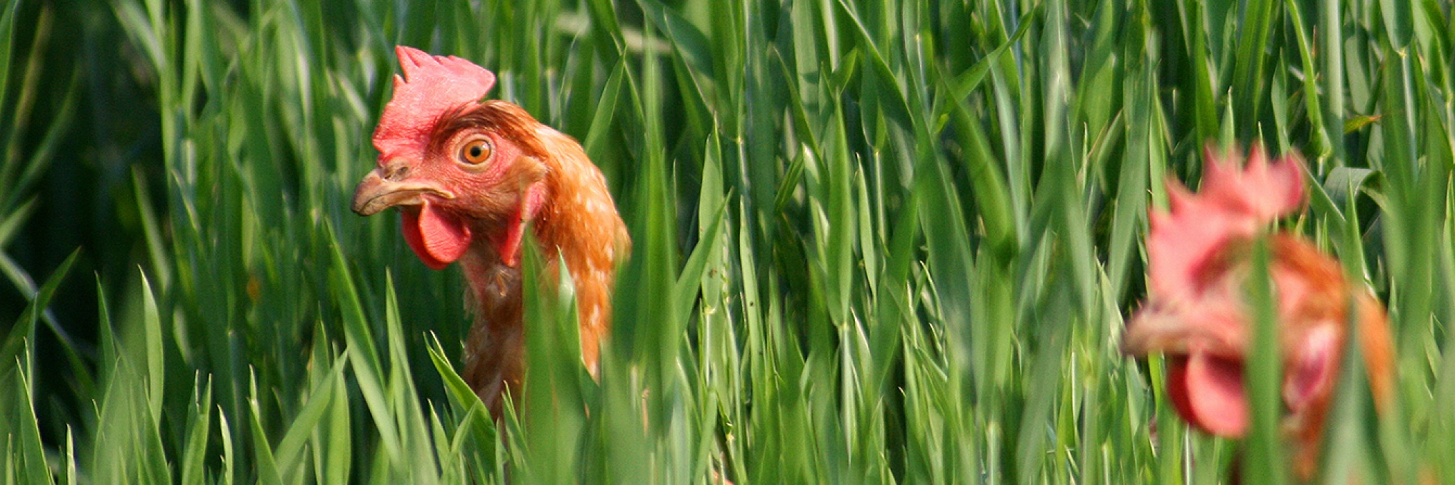 allevamento galline coccodì