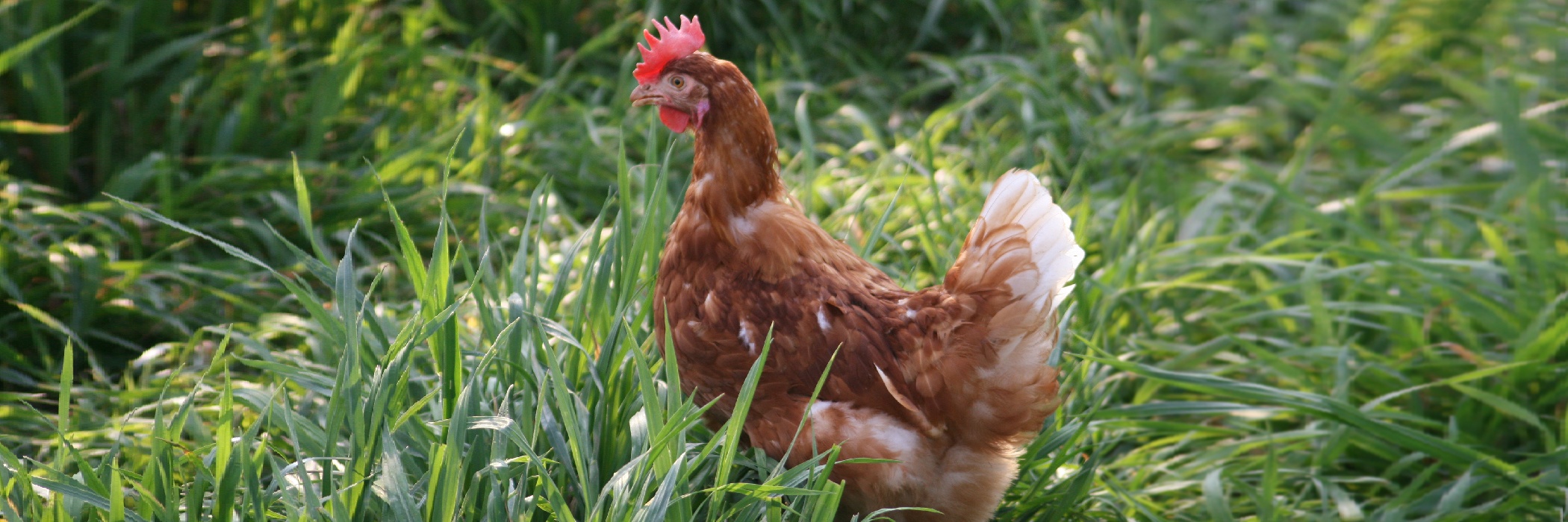 allevamento galline coccodì